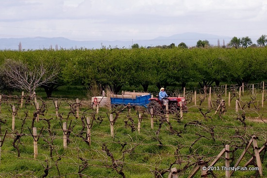 Ionia: Land of Olive and Grape