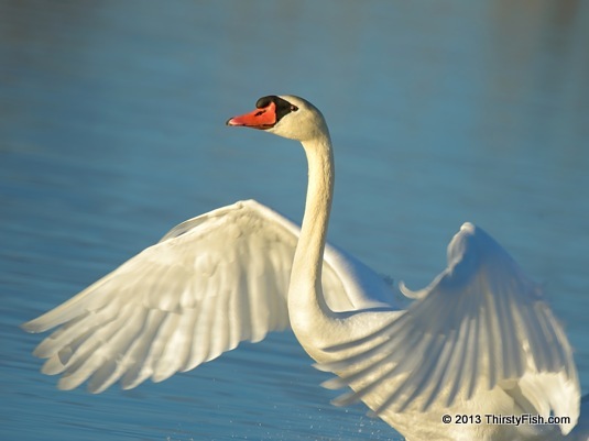 Swan Landing