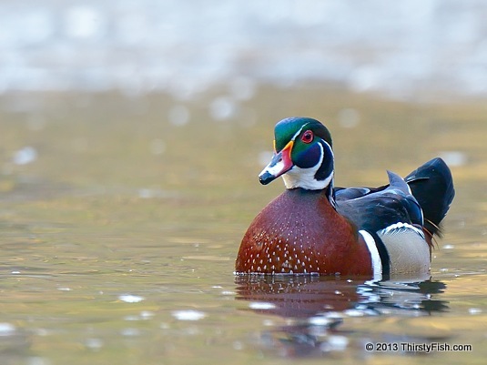 Male Wood Duck