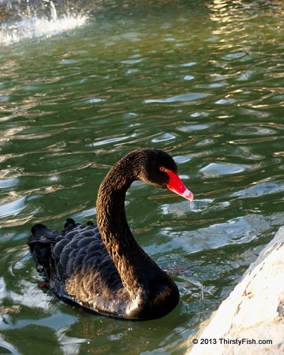 Cygnus Atratus; The Black Swan