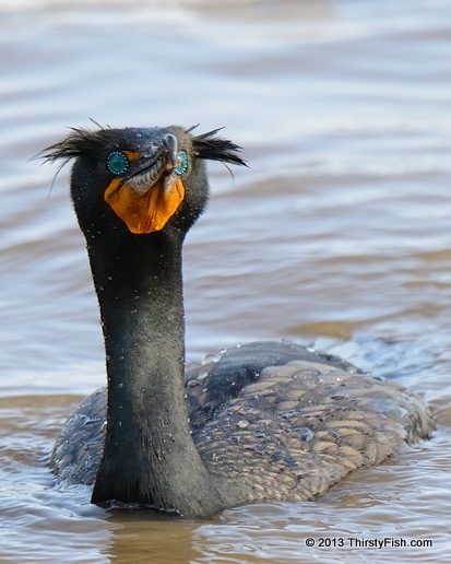 Double-crested Cormorant 