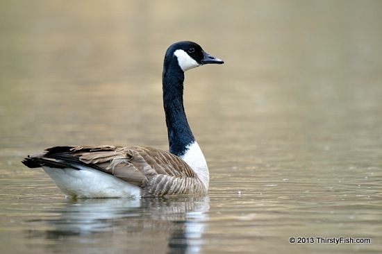 (No Longer) Canada Goose