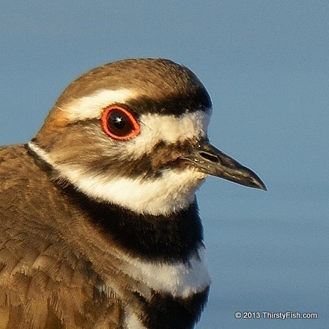 Killdeer (Crop)