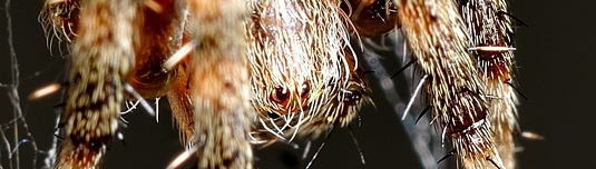 Orbweaver Detail