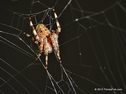Orbweaver