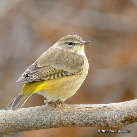Palm Warbler at Cape May