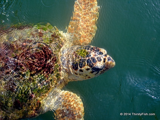 Caretta Caretta