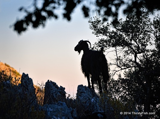 Mountain Goat