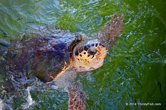 Caretta Caretta, Head Out Of The Water - Mutualistic Symbiosis