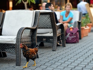 Cheicken Crossing