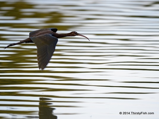 Glossy Ibis in Flight