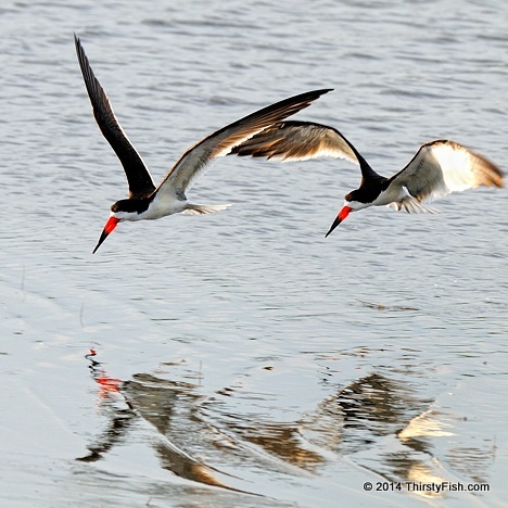 Skimmers in Flight