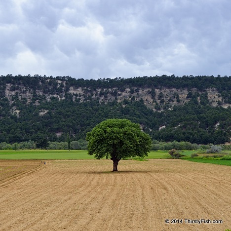 The Lone Tree