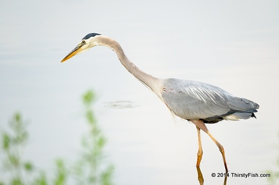 A Curious Heron