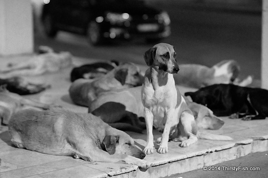 Pack of Street Dogs