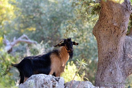 A Caprid Staring At a Capricorn