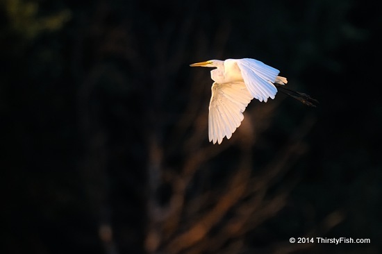 Egret At Dusk