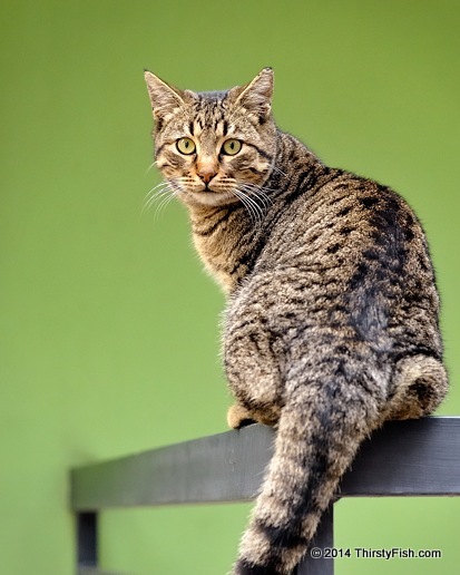 Fat Tailed Cat