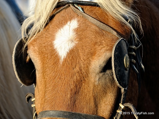 Horse Blinders