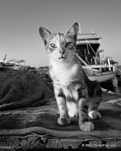 Would You Kill this Kitten?