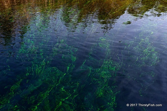 Azmak River Aquatic Plants