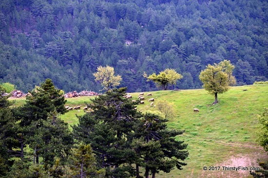 Kutahya Pastoral